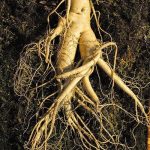Ginseng